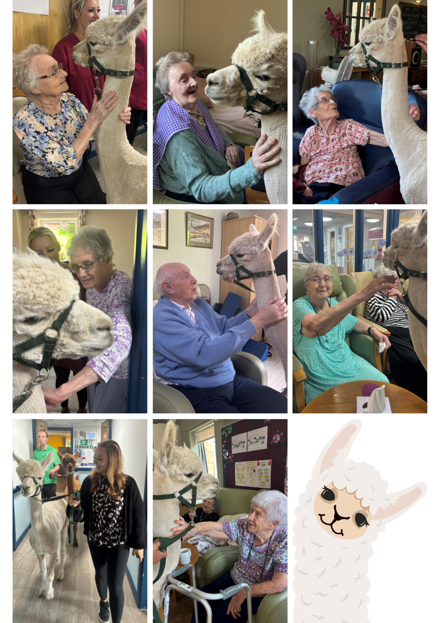 Alpacas Bring Joy to Abbey Court Residents